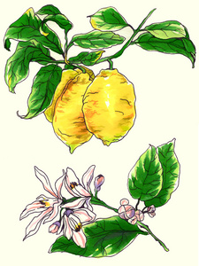 柚子花图片 柚子花素材 柚子花插画 摄图新视界