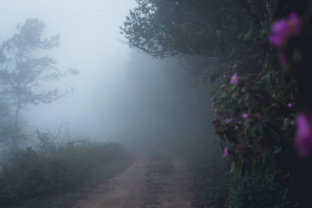 雾在森林早晨松树