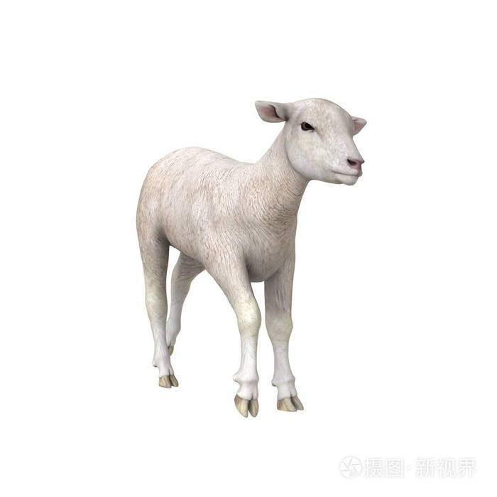 3dcg渲染的一只羊
