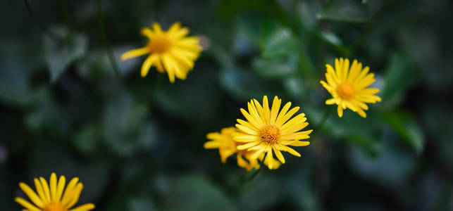黄色雏菊在春天在花园里生长