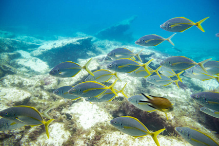 富埃特文图拉岛民的鱼群游泳, 金丝雀群岛