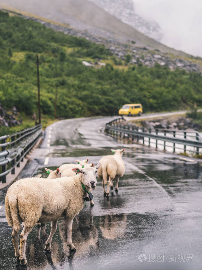 挪威森林老砖墙上的羊群穿越快山河