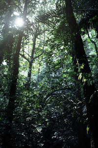 泰国甲米雨林