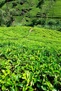 亚洲的茶叶种植园图片