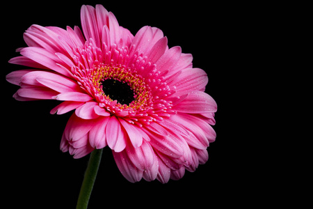 用水粉色非洲菊花落在花瓣上深色背景上