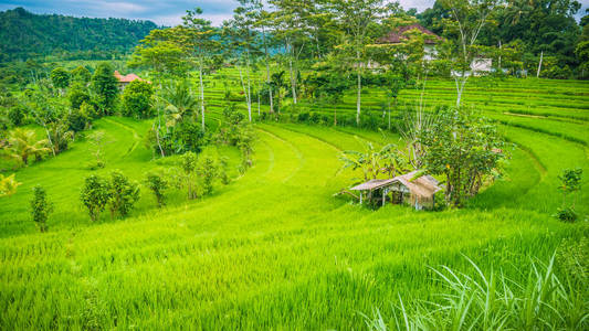 小屋之间葱郁绿色水稻 tarrace 在 Sidemen，印度尼西亚巴厘岛