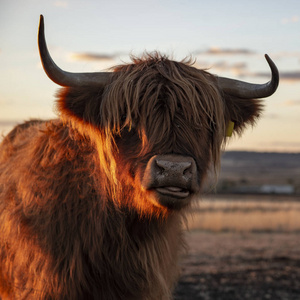 在农场上的苏格兰高地牛