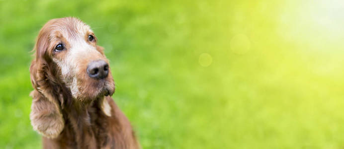 一个美丽的老爱尔兰猎犬狗的网页横幅