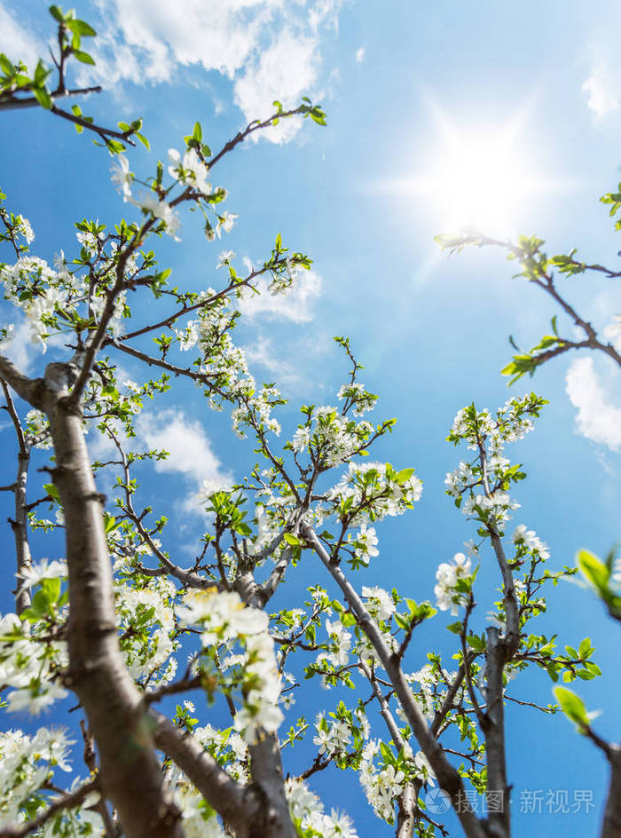 在盛开的梅花树明媚的春光天空背景