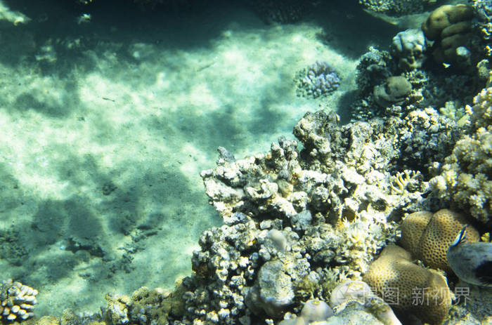 珊瑚在水底下的背景下