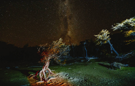 视图的树木和银河在国家公园洛杉矶 Glaciares 在晚上。秋天在巴塔哥尼亚, 阿根廷边