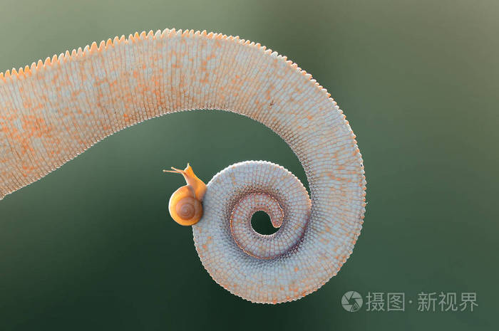 带蜗牛的变色龙尾巴