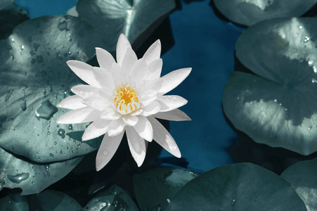美丽的白莲花对水和绿叶图片