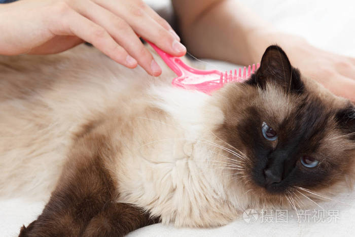 梳绒猫手梳理.以巴厘照顾家养宠物