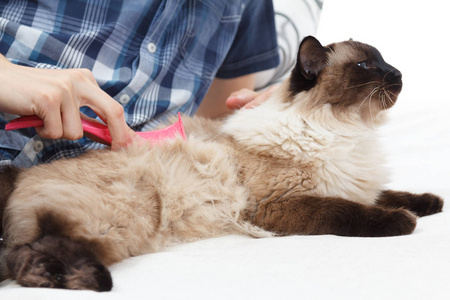 梳绒猫手梳理.以巴厘照顾家养宠物照片