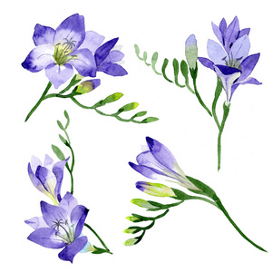 紫色小苍兰.花卉植物花.野生春叶野花分离.