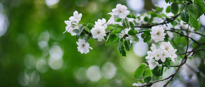 在春天果树树枝上绽放着白色花瓣