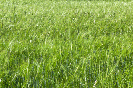绿色小麦在田间。阳光和麦子的耳朵。丰富的收获理念