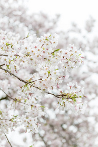 白花樱桃树春季季节白色背景