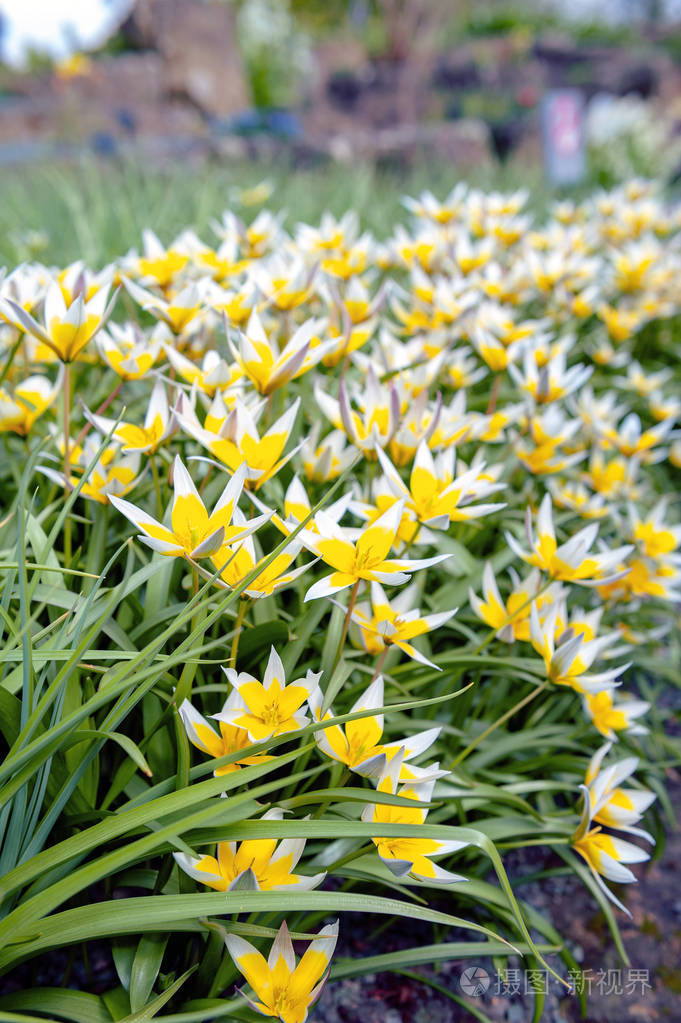 郁金香菌 (晚郁金香或菌郁金香), 在植物园里盛开的黄花花序