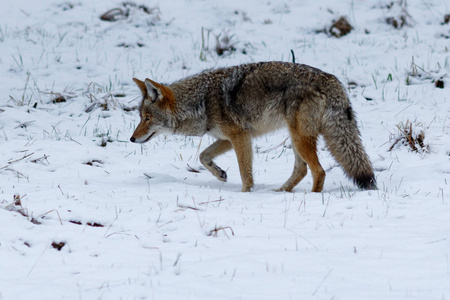 优胜美地山谷图片