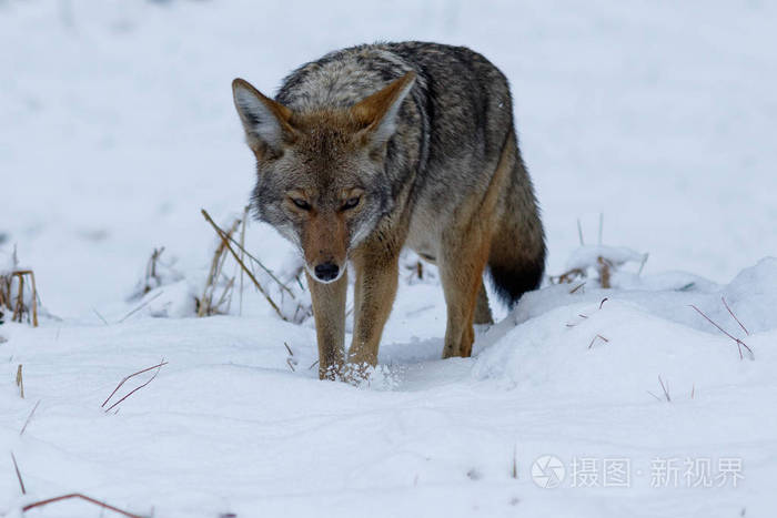 优胜美地山谷的雪狼狩猎