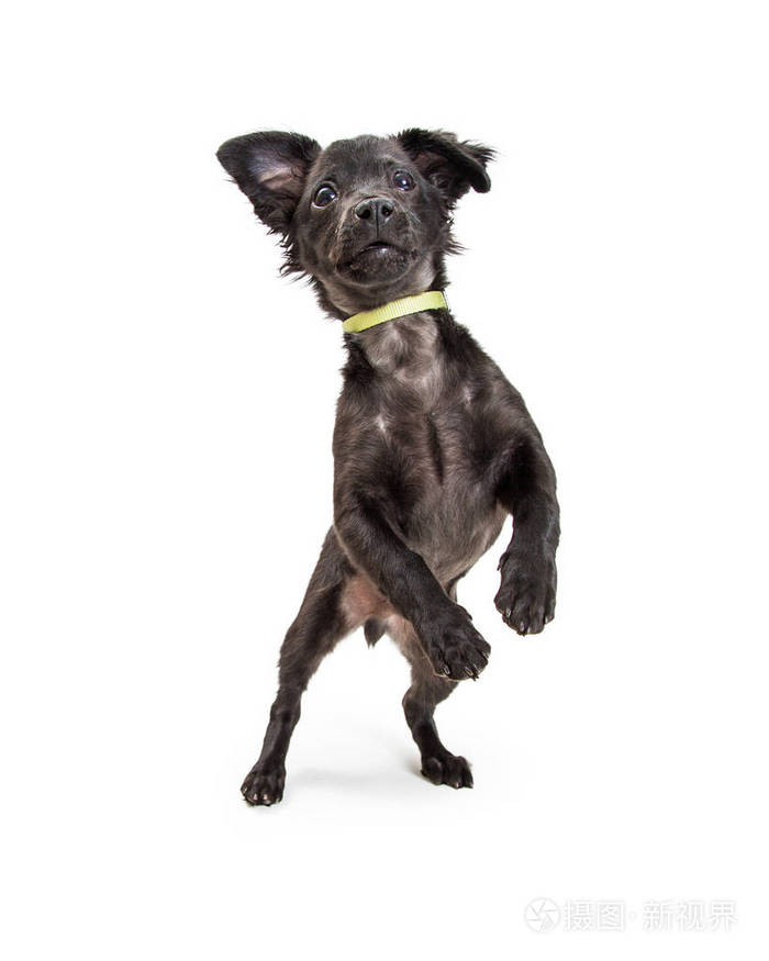 可爱的顽皮的黑颜色混合梗犬站在后腿跳舞的小狗