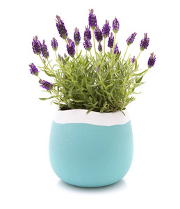 蓝色和白色的花盆里的薰衣草强抗性植物。