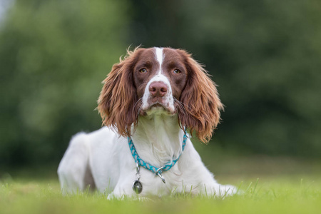 威尔士史宾格犬图片-威尔士史宾格犬素材-威尔士史宾格犬插画-摄图新