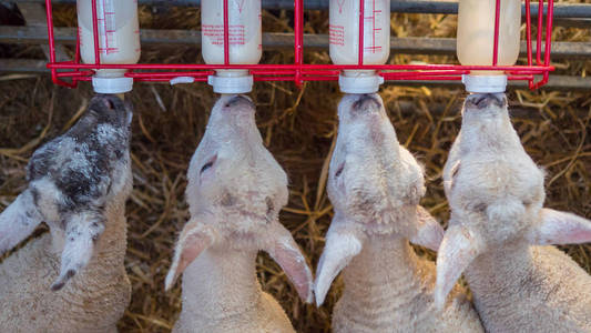 出生的羊羔失去了他们的母亲正在奶瓶喂照片