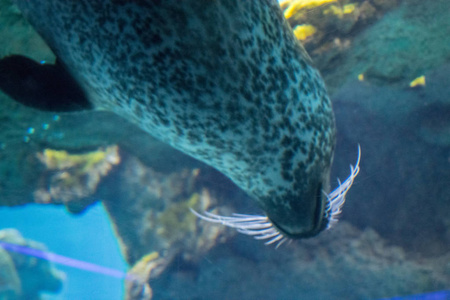 在水族馆的海狮图片