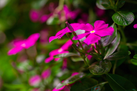 美丽的粉红色花朵花束粉红色的花朵