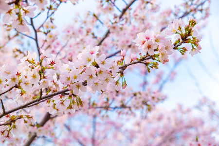 日本粉红色 sakuraa 开花开花在树分支天空背景