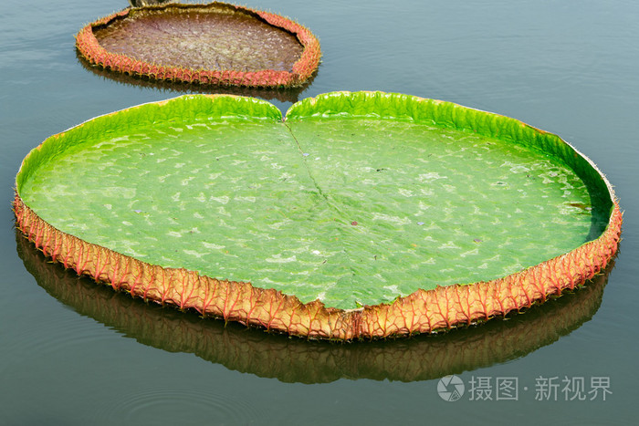 在水面上的绿色大荷叶