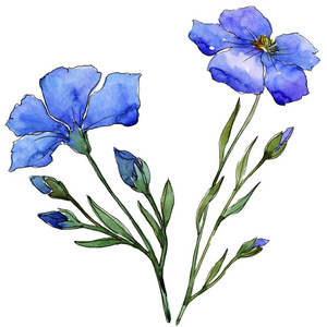 蓝色亚麻.花卉植物花.野生春叶野花分离.
