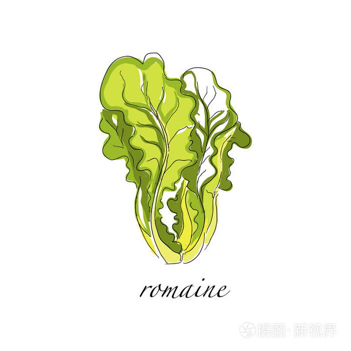 生菜新鲜烹调植物, 绿色调味烹调草本手画的媒介例证在白色背景上