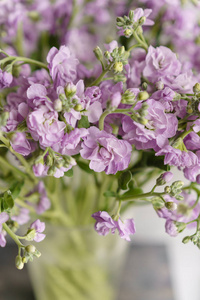 春天的照片美丽的丁香花色 gillyflower, levkoy 或 mattiola.