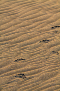 小孩子的脚印在波纹的沙子上