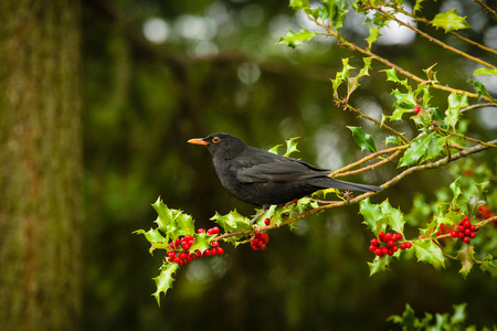 冬青树枝上的黑鸟。