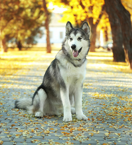 阿拉斯加雪橇犬在公园