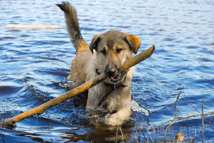 有趣的小狗金色猎犬在他的牙齿上嬉戏与棍子