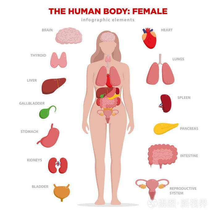 人体内部对应器官图图片