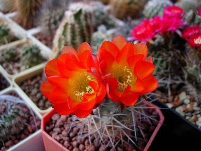 仙人掌 Acanthocalycium 绿用大鲜艳的花朵