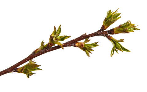 树枝绿芽肿的一棵樱桃树的树枝上的绿芽照片