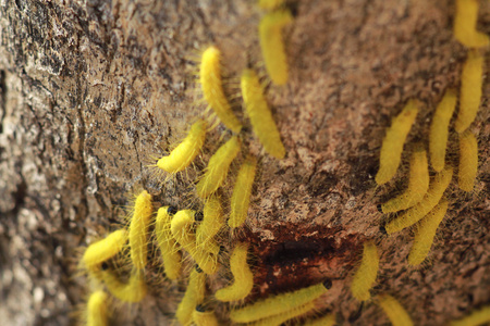 树上的黄色鼻涕虫照片