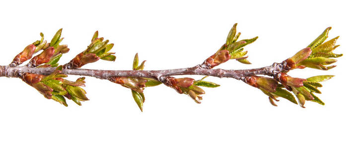 樱桃树的树皮肿的一棵樱桃树的树枝上的绿芽照片