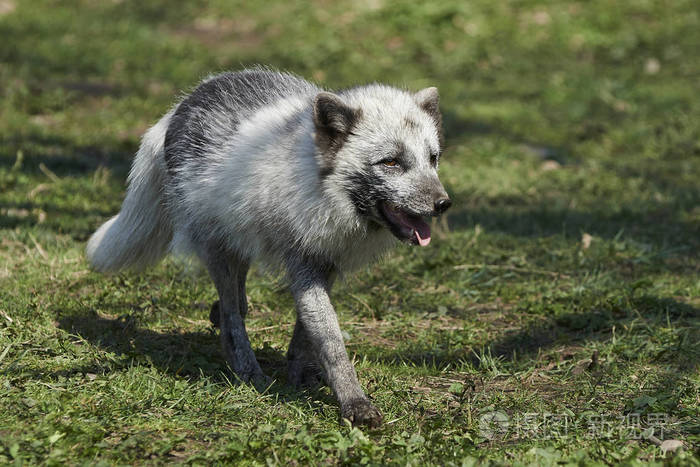 北极狐狸在它的自然栖息地在夏天