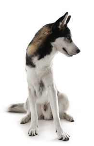 西伯利亚雪橇犬坐 上白色孤立