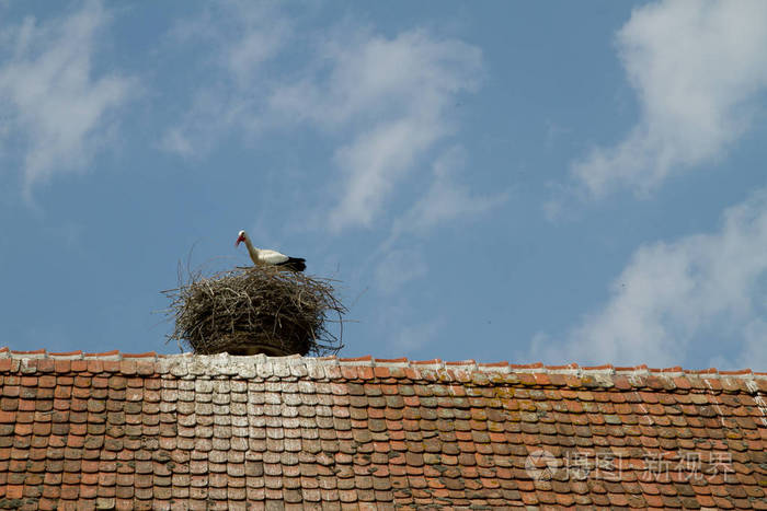 鹳巢在屋顶上