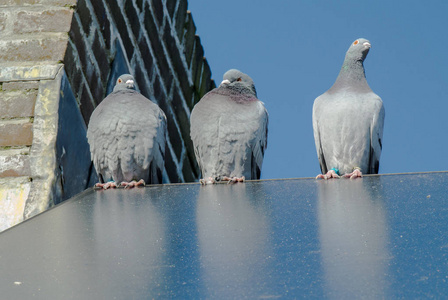 三只赛鸽在寒冷的太阳收集器边缘放松